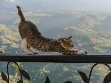 反り腰・猫背を改善するためには