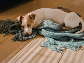 ライナスの毛布