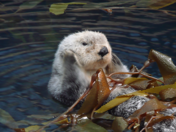 小顔になりたい
