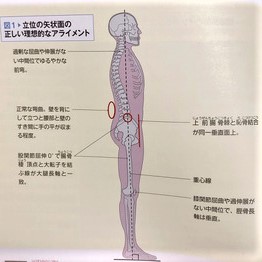 コラム：正しい重心の位置（立ち姿勢）